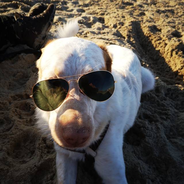 Mit Mann und Hund geht´´s gerne mal ans Meer.