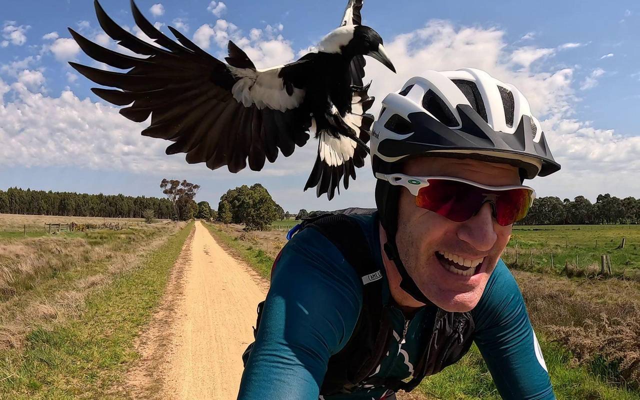 Australischer Magpie greift Radfahrer an