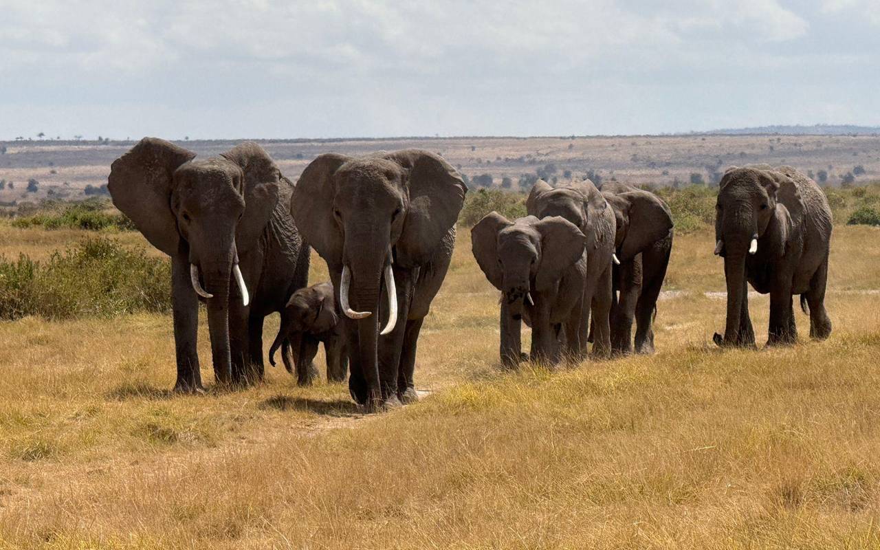 Elefanten in Afrika