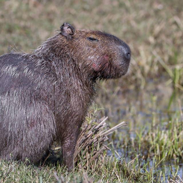 Capybara