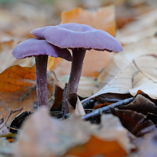 Violetter Lacktrichterling