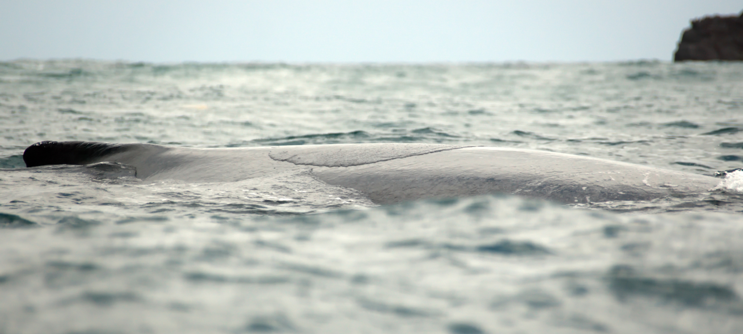 Liveblog: gestrandeter Buckelwal an der Ostsee