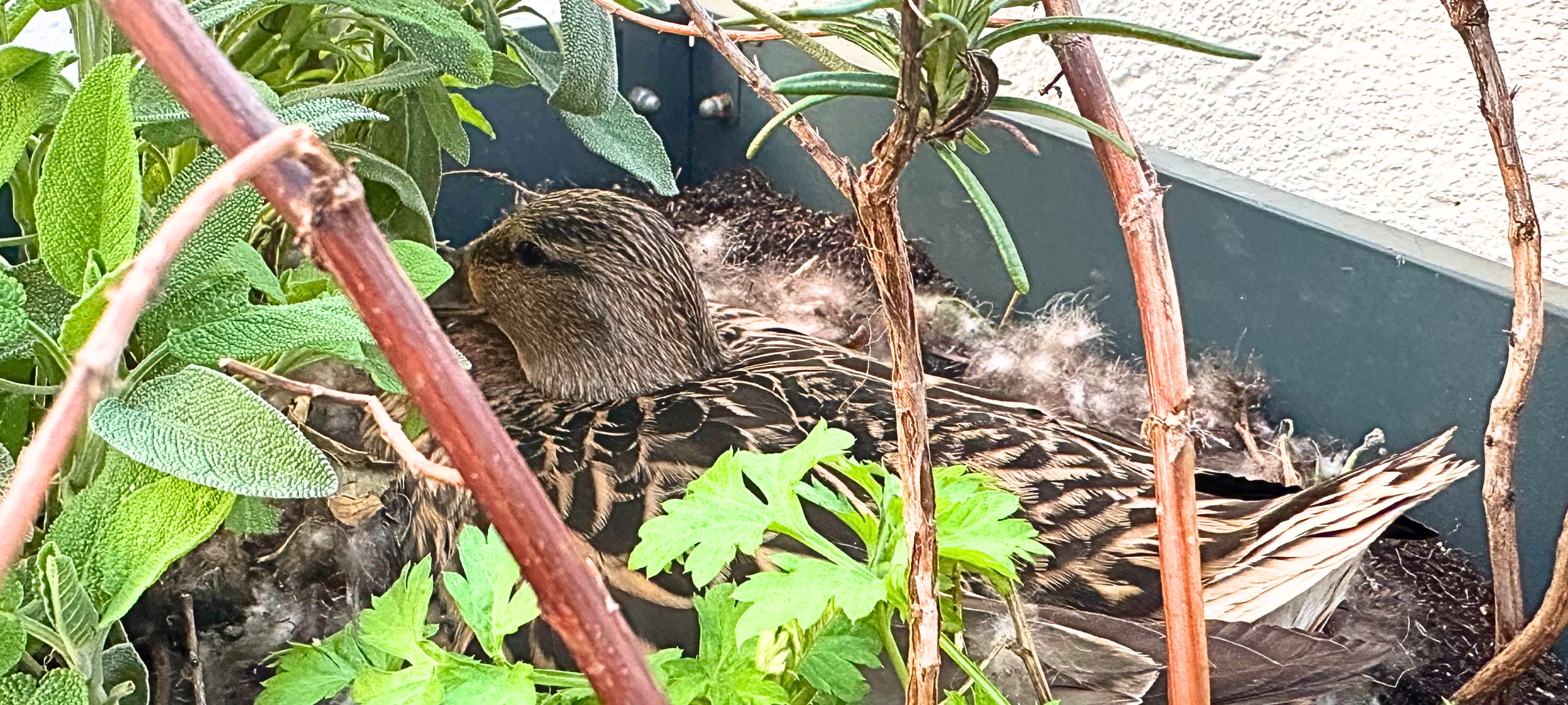 Die brütende Ente im zwischen Petersilie und Salbei - im Hochbeet auf Stefans Balkon