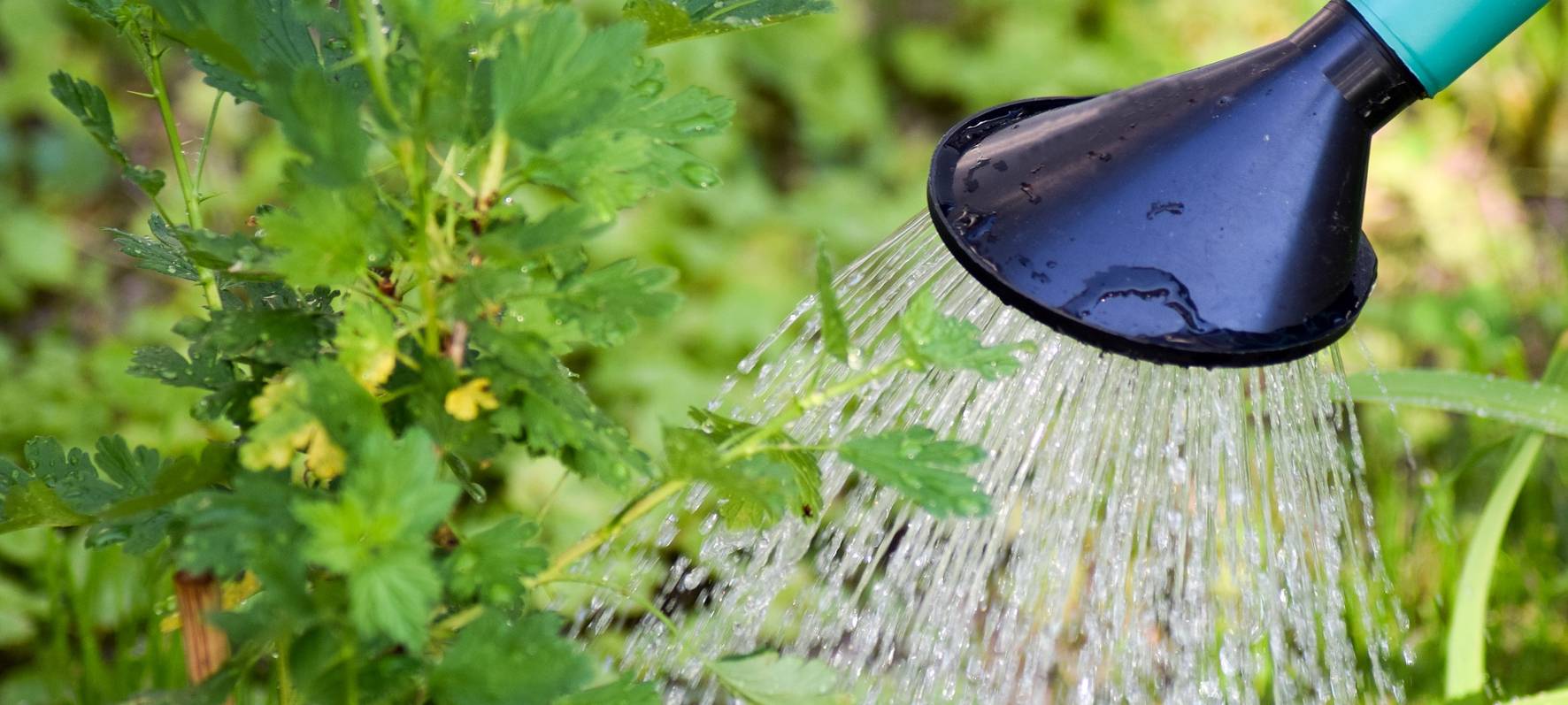 Hitzewelle: Ratingen bittet um Hilfe beim Bäumegießen