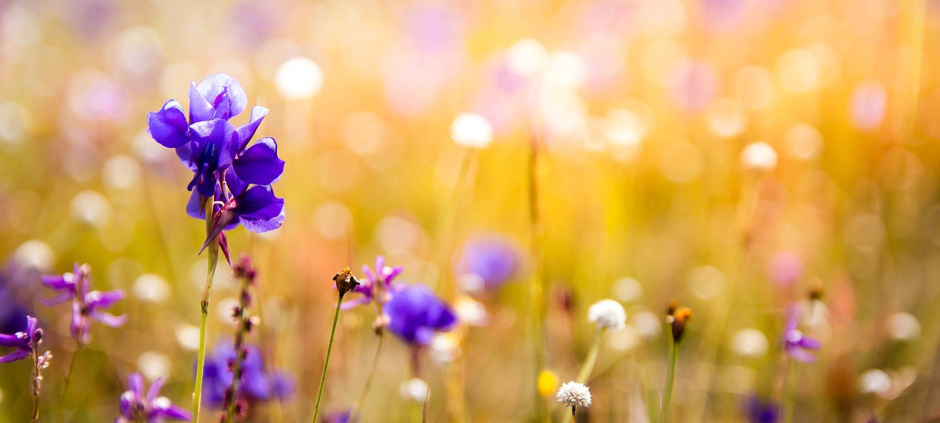 Orchideensamen für die A3