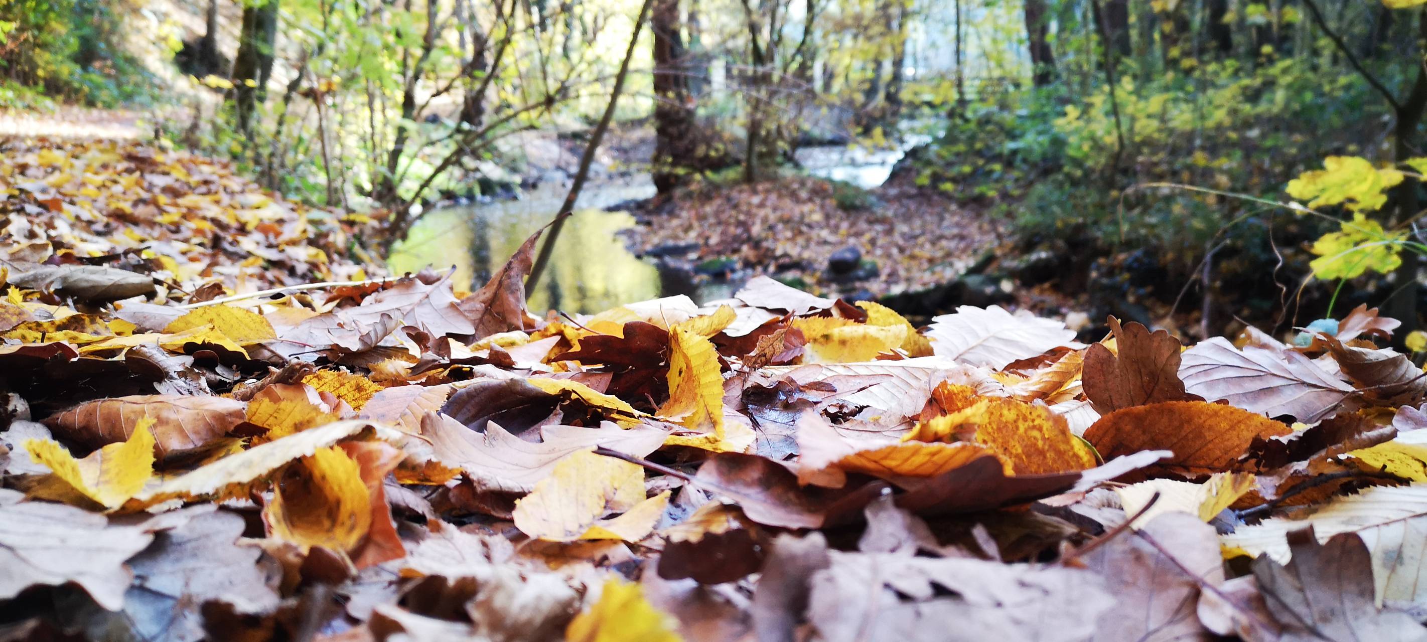 Langforter Wäldchen in Langenfeld wird aufgeforstet
