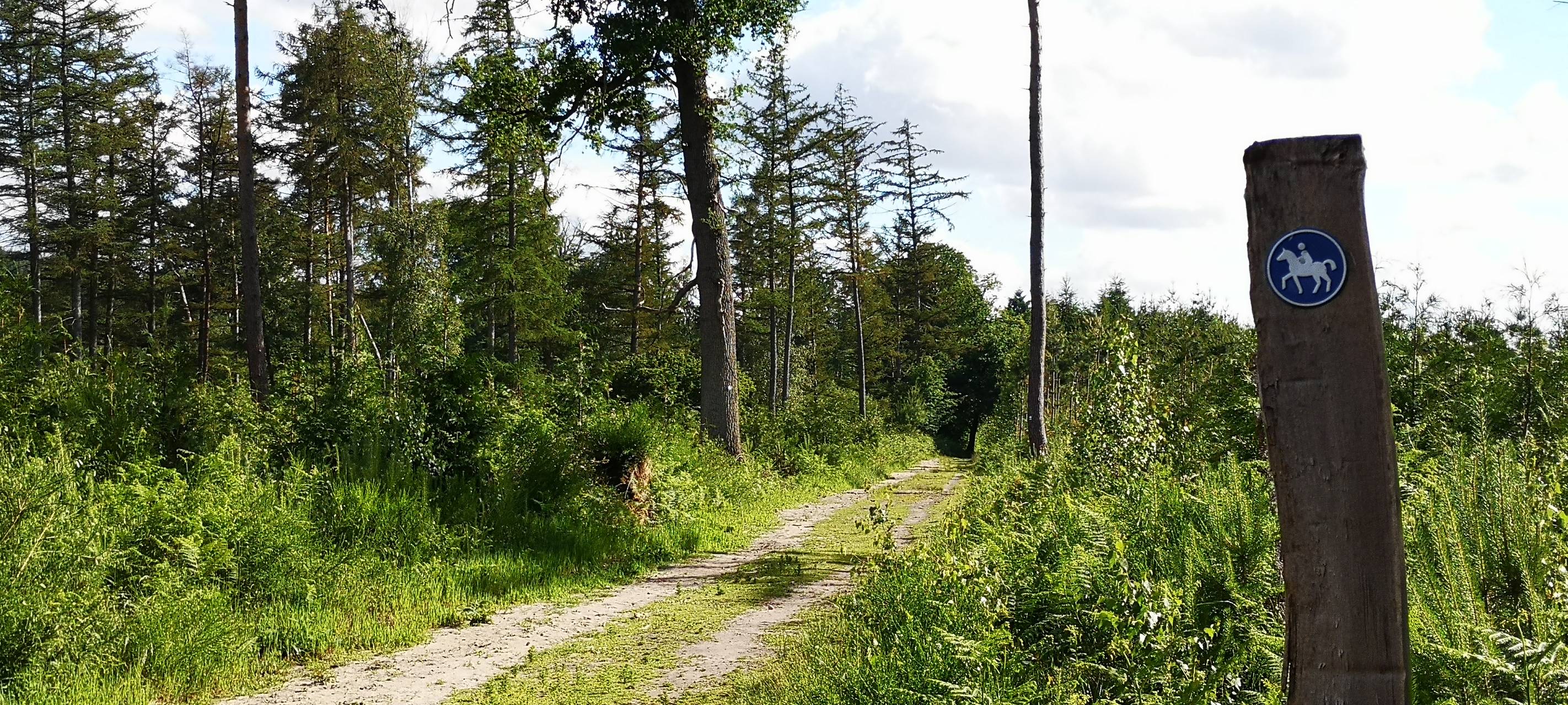 Hitzeschäden in den Wäldern