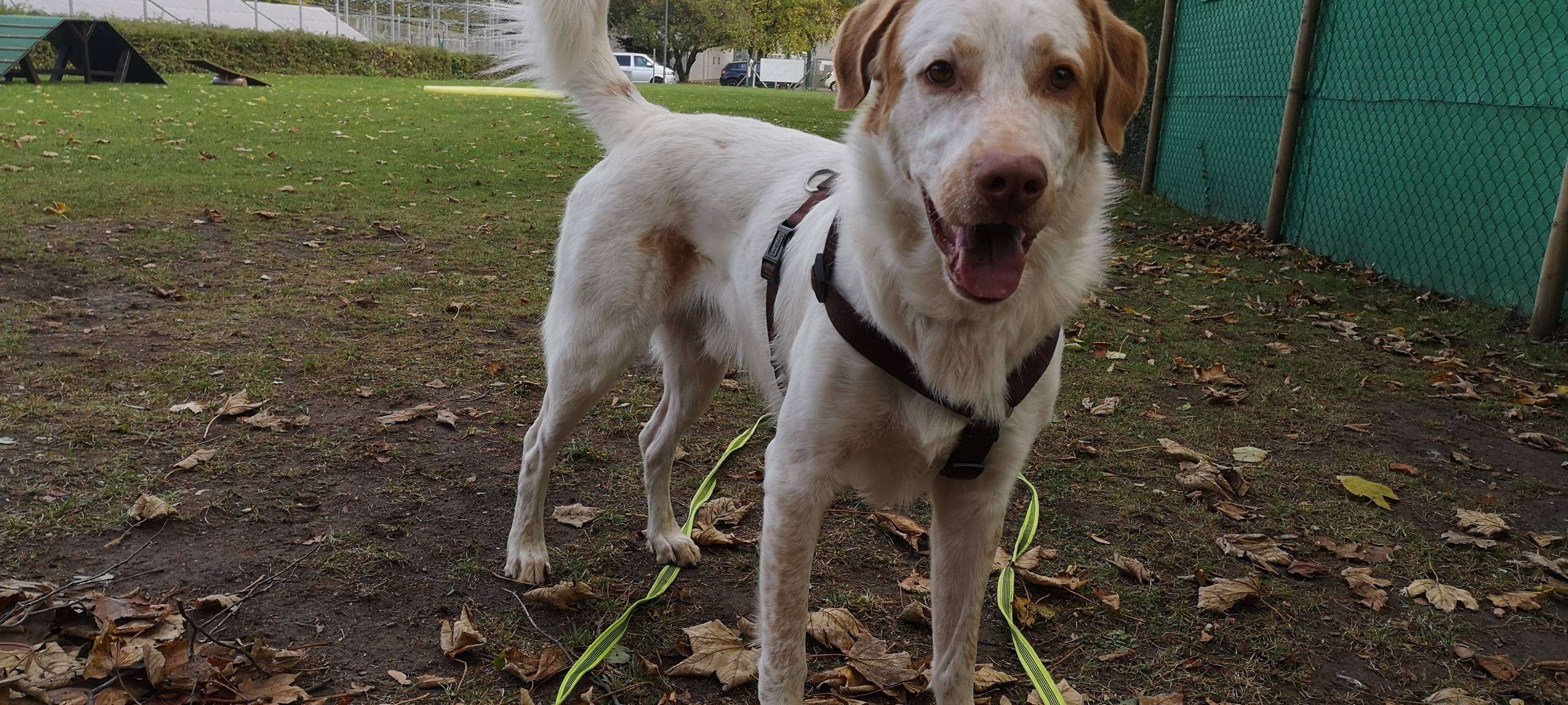 Hilden: Tierheim bekommt mehr Geld aus Langenfeld