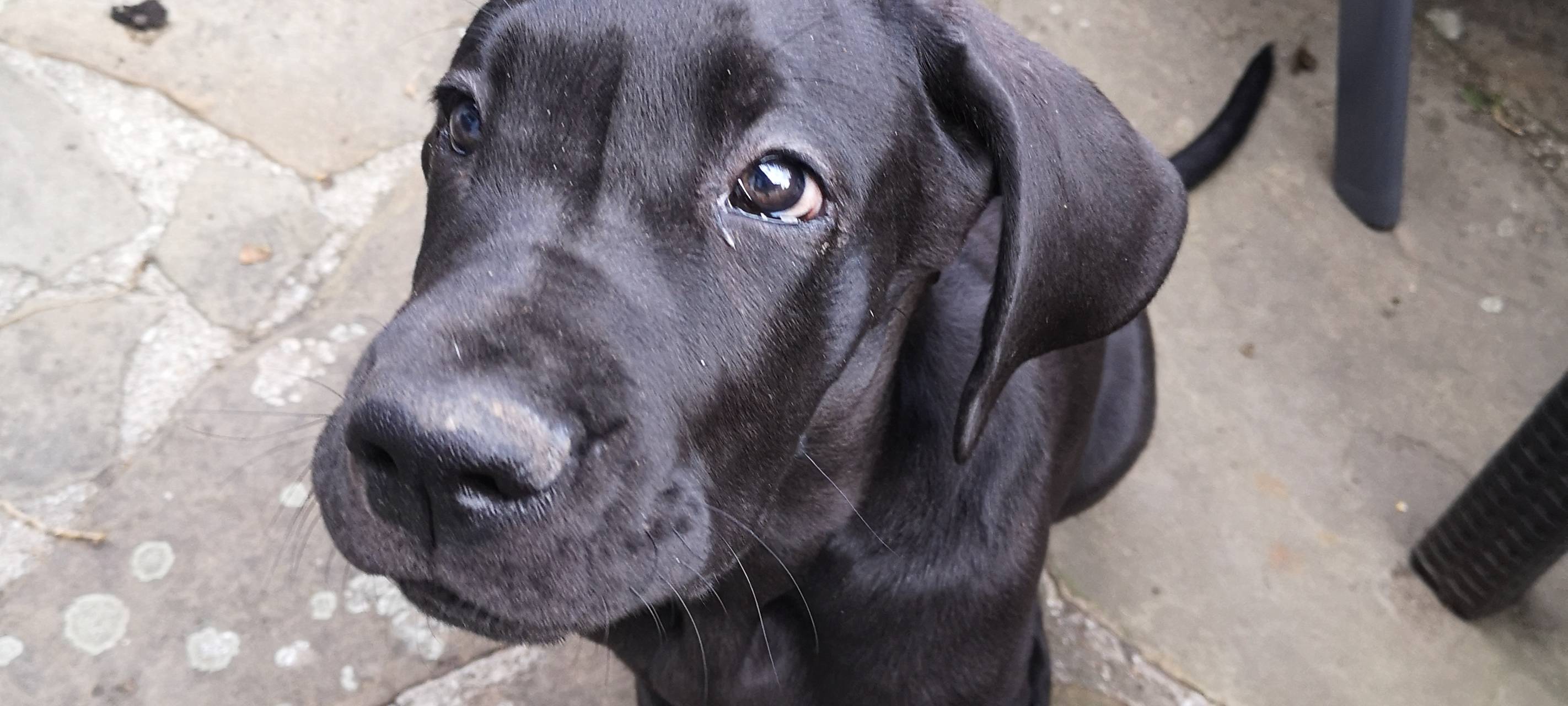 Tiere sind keine Weihnachtsgeschenke