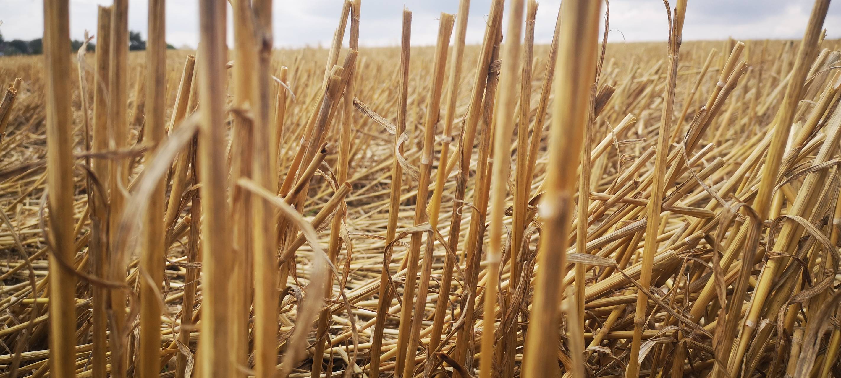 Landwirte-Kundgebung am Montag