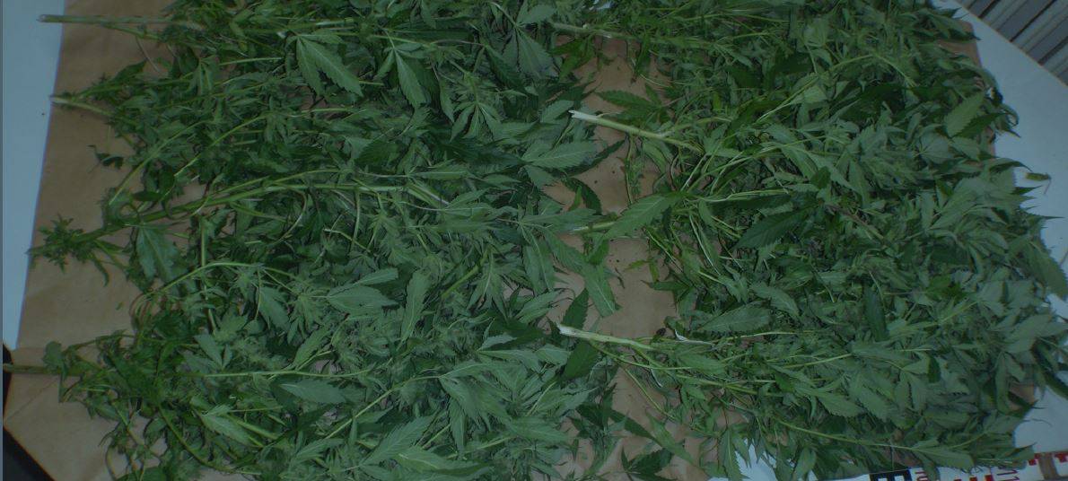Polizei entdeckt Cannabis-Plantage in Langenfeld