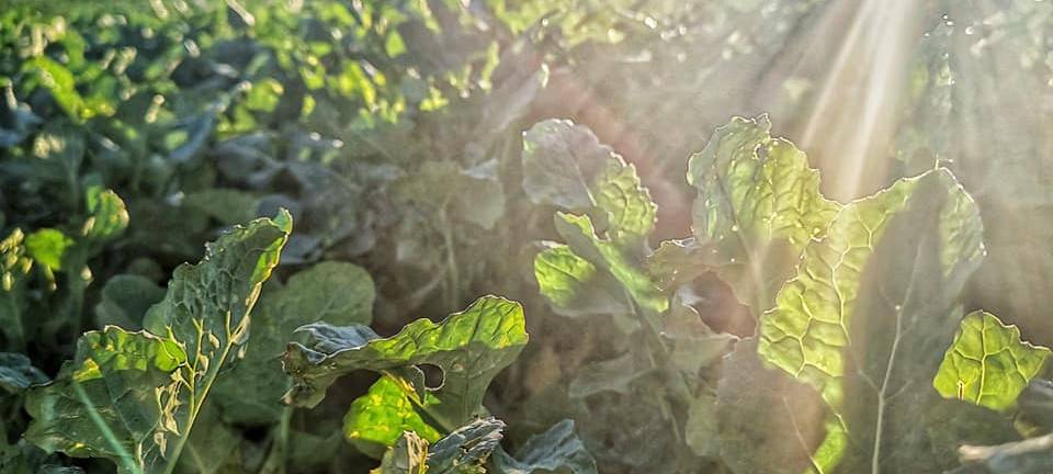 Kreis hält geplantes Gewerbegebiet für nötig