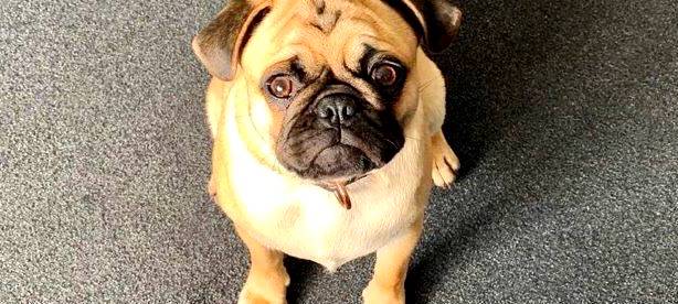 Mops beschäftigt weiter die Justiz