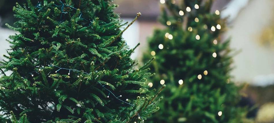 Tannenbäume im Kreis Mettmann werden abgeholt