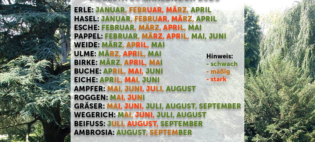 Verfrühte Pollenflugsaison: Die Übersicht für Allergiker