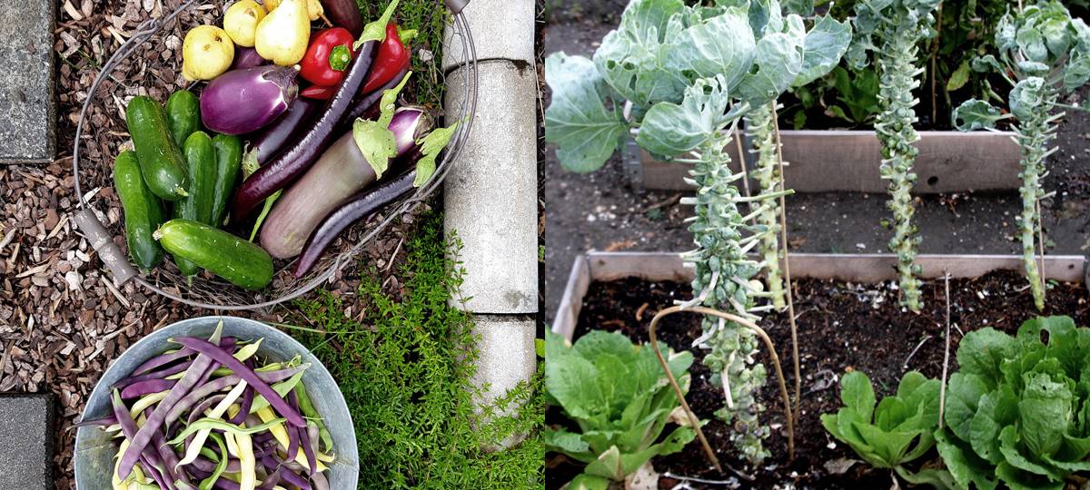 Garten-Tipps für den Frühling