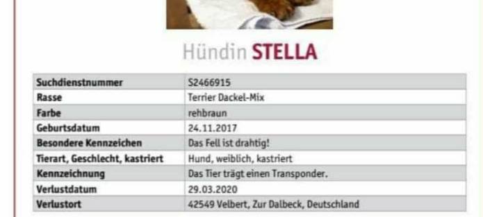 Hündin Stella in Velbert entlaufen
