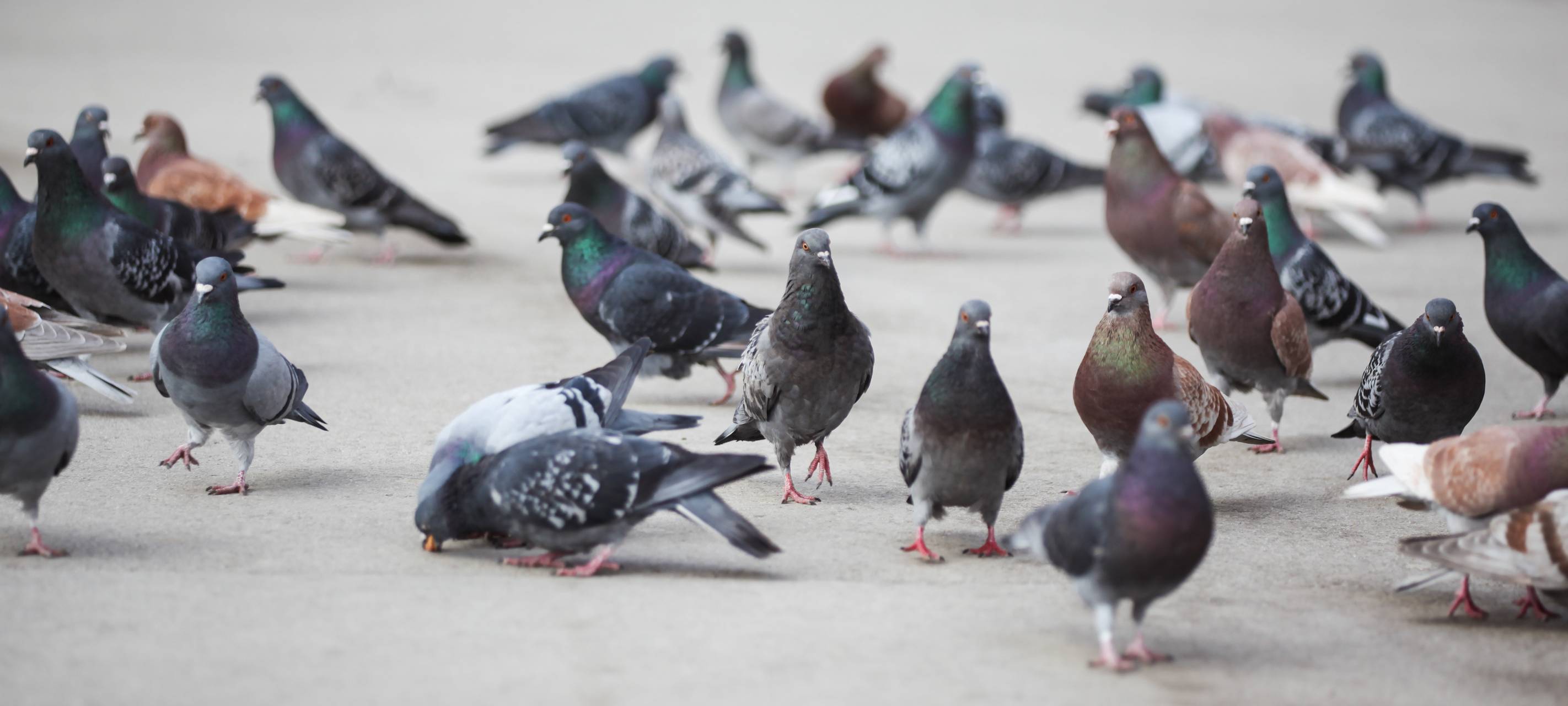 Mettmann: Fütterungsstellen sollen Innenstadt von Tauben befreien