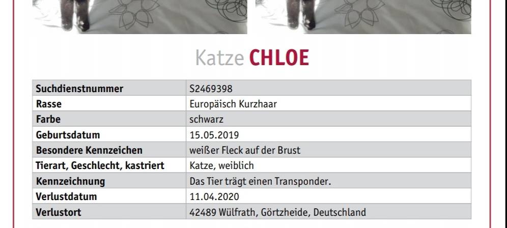 Katze "Chloe" wird in Wülfrath vermisst