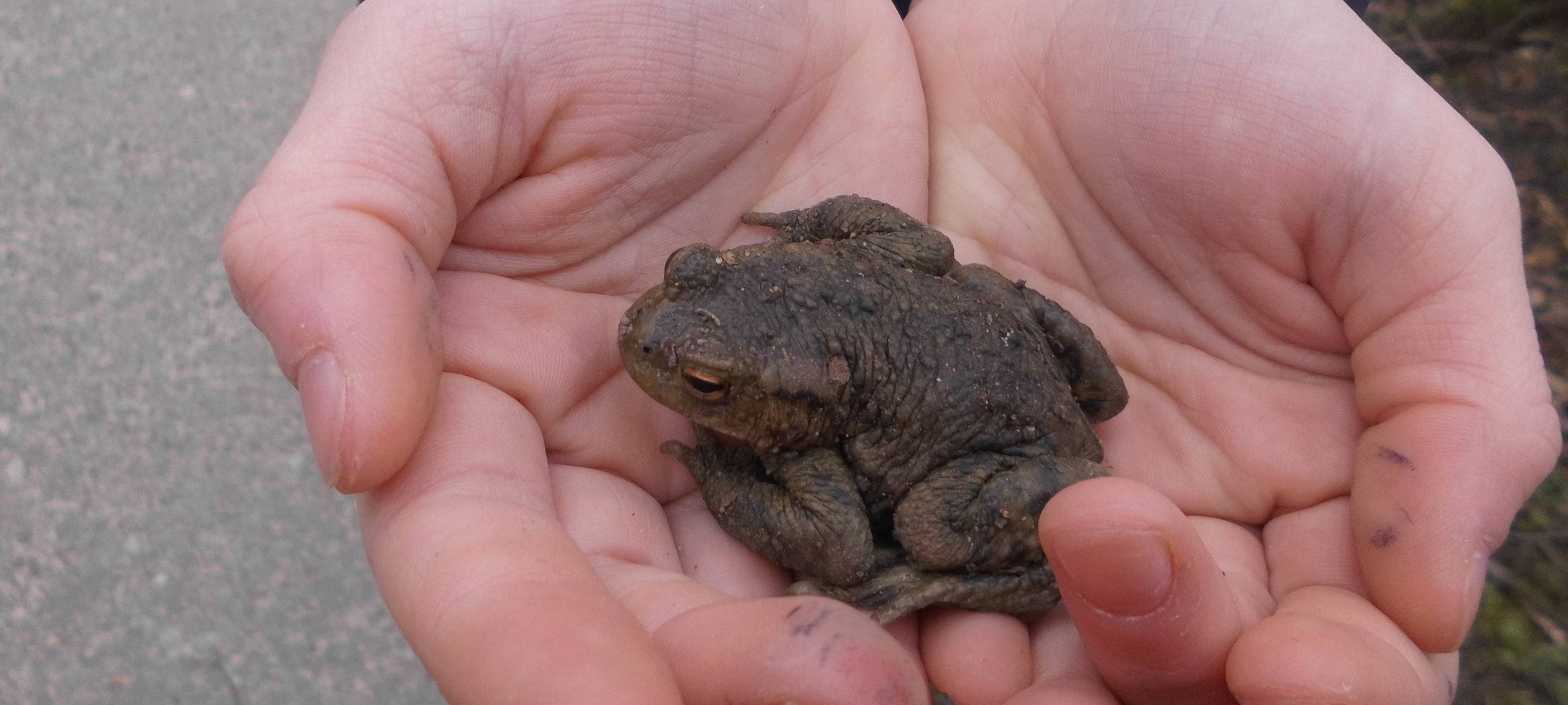 Velberter Polizei gründet "SOKO Kröte"