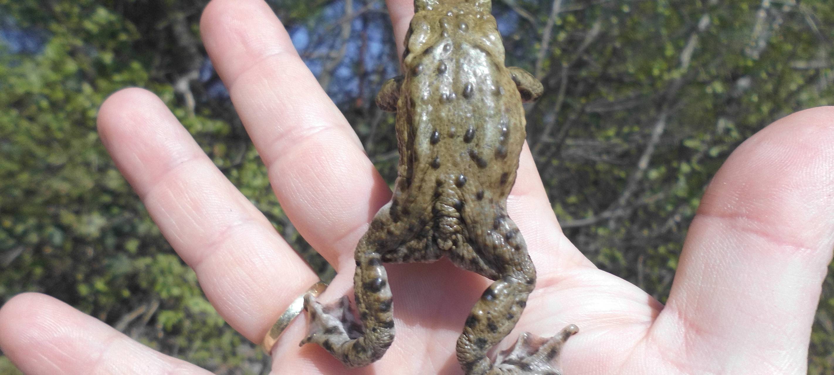Beginn der Krötenwanderung im Kreis Mettmann