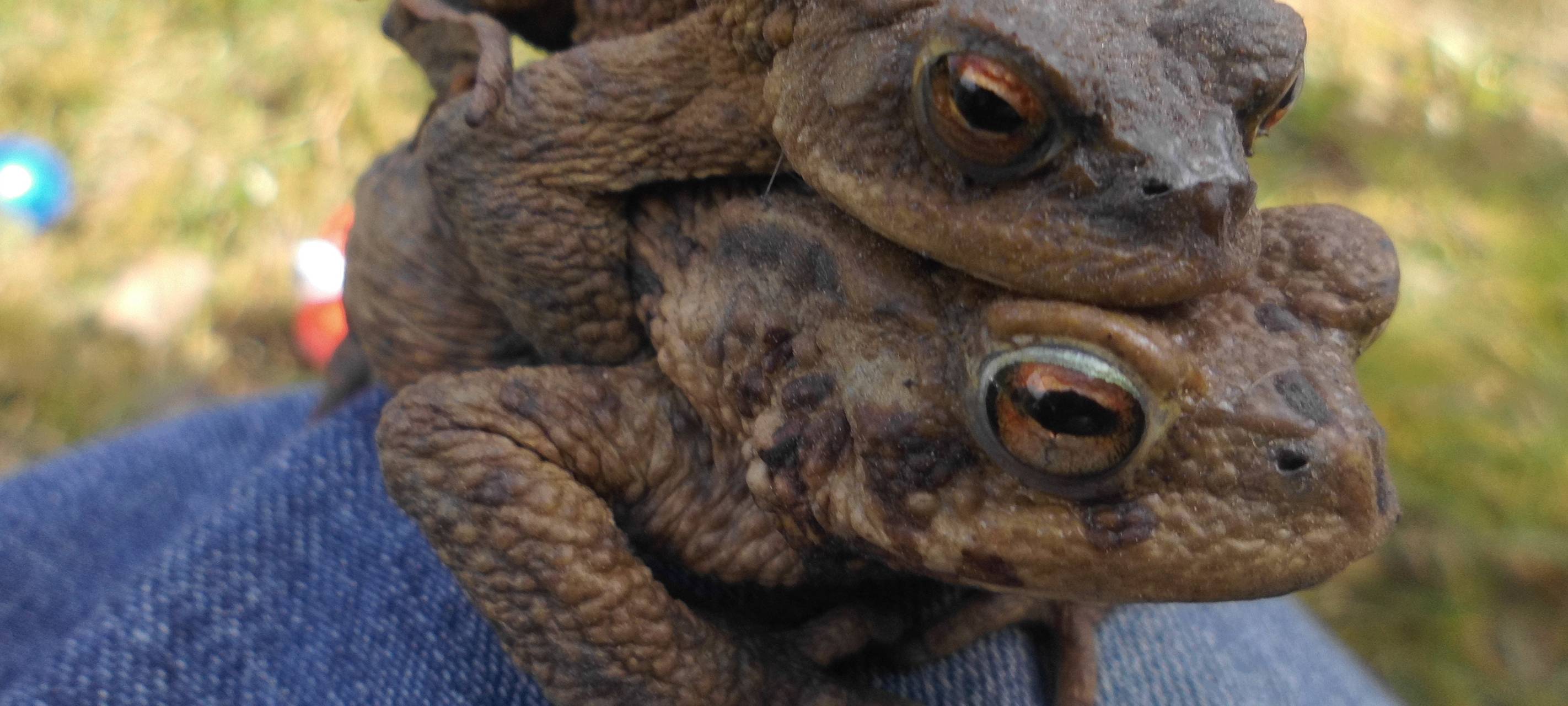Krötenwanderung beginnt: Bitte langsam fahren!
