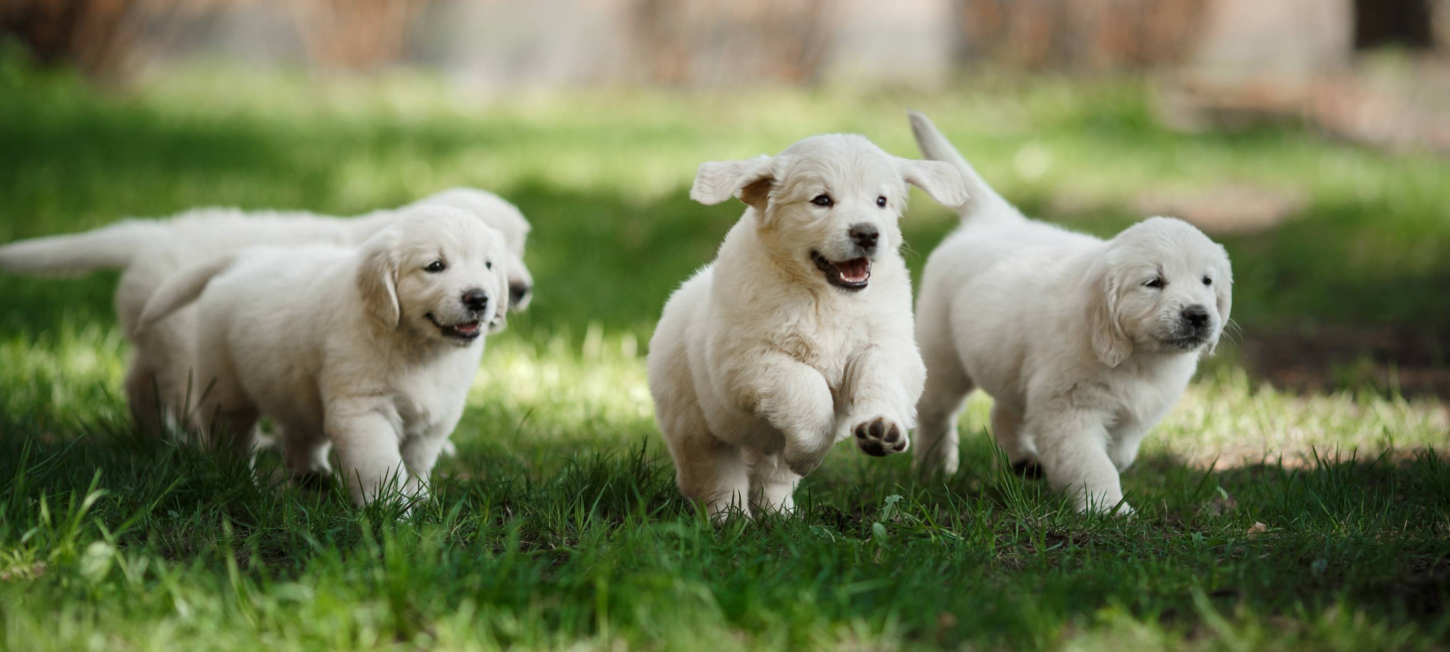 Tierheim Hilden sucht Unterstützung