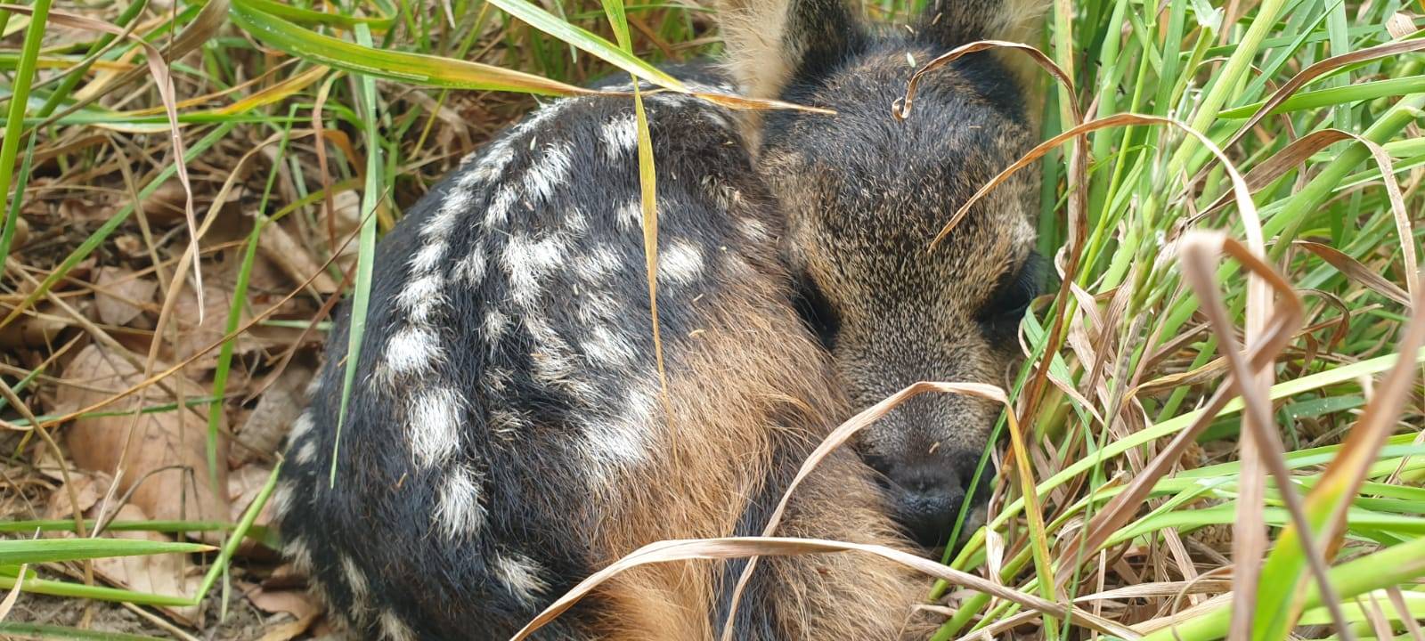 Hunde reißen Rehe im Hildener Stadtwald