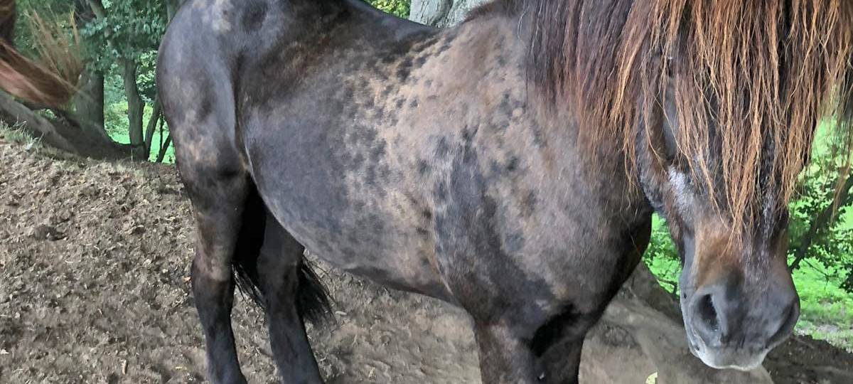Pferd von Haaner Weide gestohlen