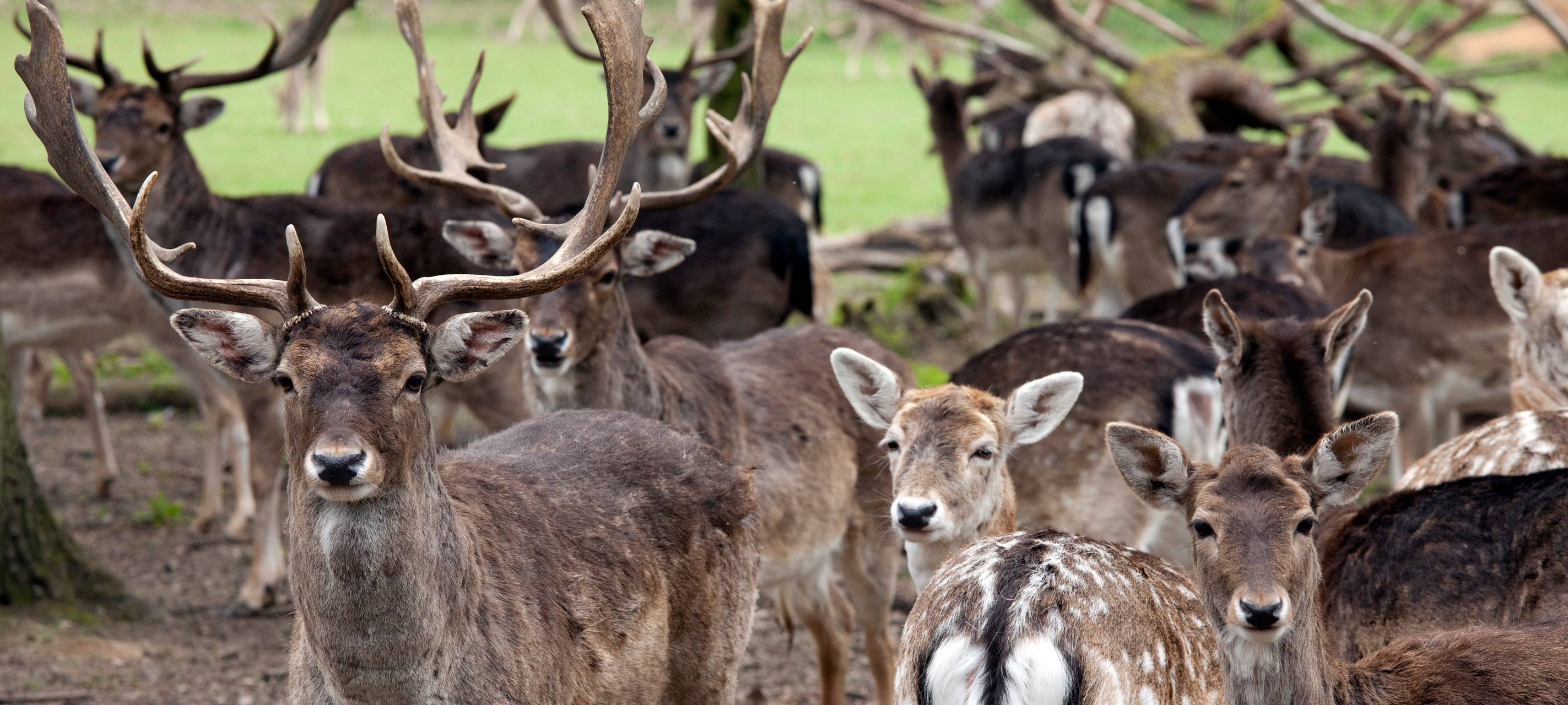 Wildpark heute geschlossen