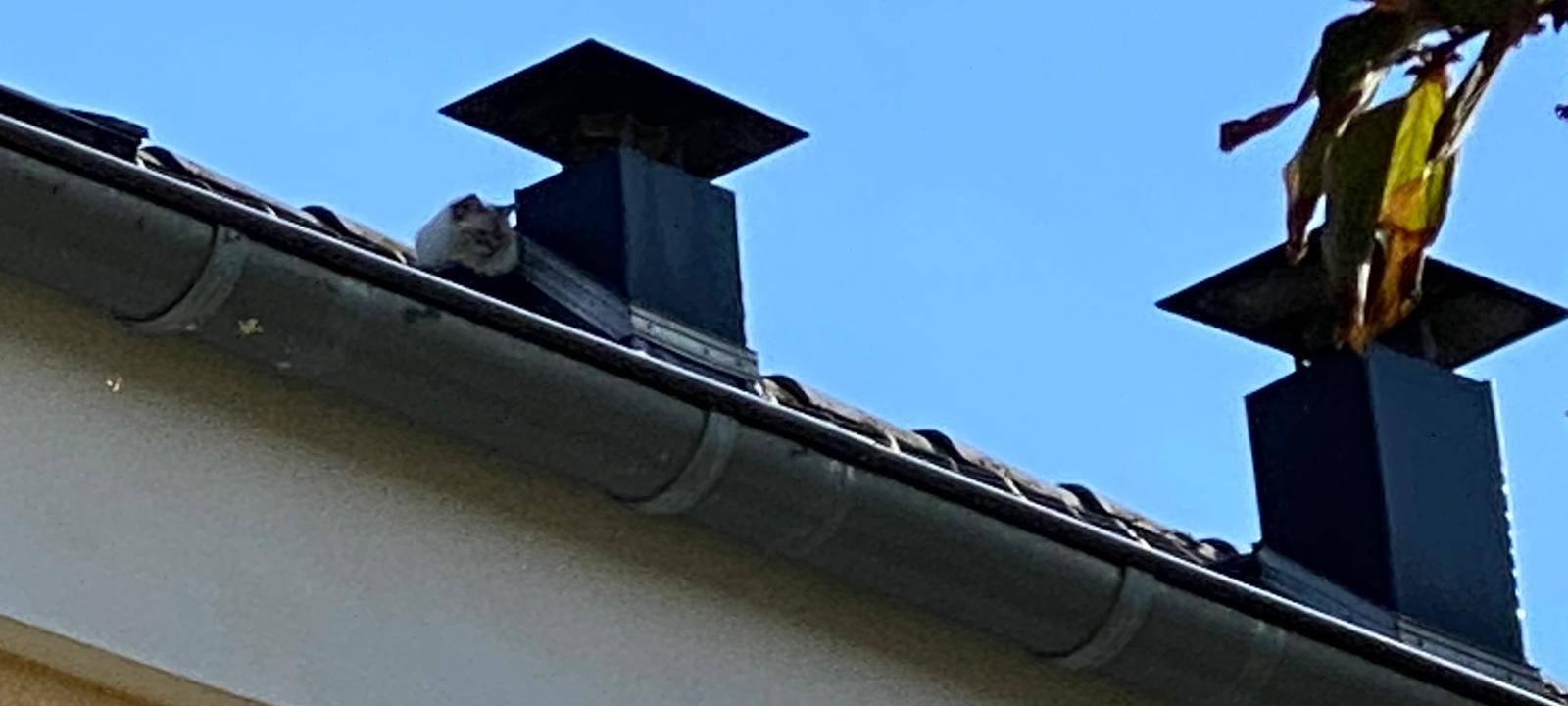 Ratingen: Katze samt Besitzerin gerettet