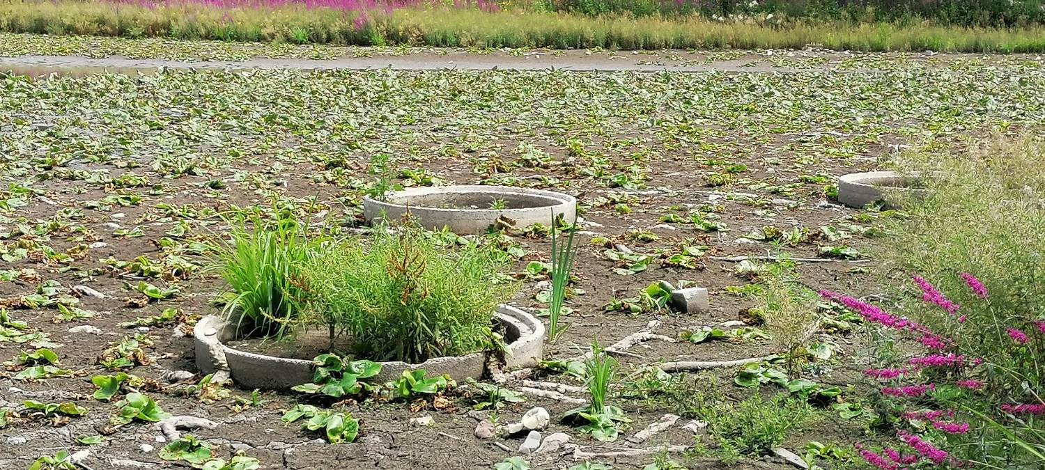Der Erkrather Stadtweiher im September 2020. Nach der Austrocknung war der Stadtweiher im Sommer 2020 zugewachsen.