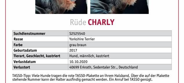 Yorkshire CHARLY seit 10.10.2020 in Mettmann vermisst