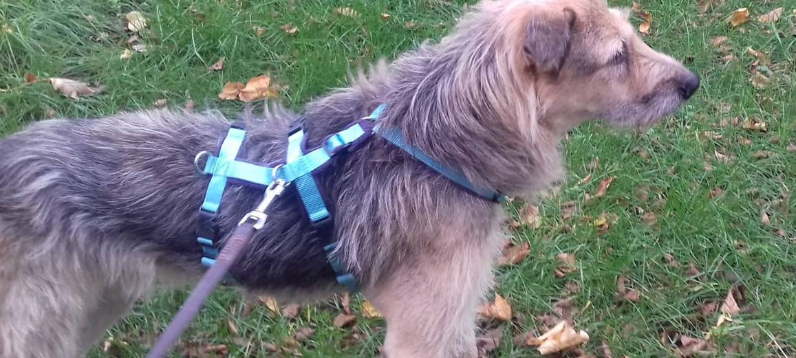 Velbert: Hund "Byron" entlaufen