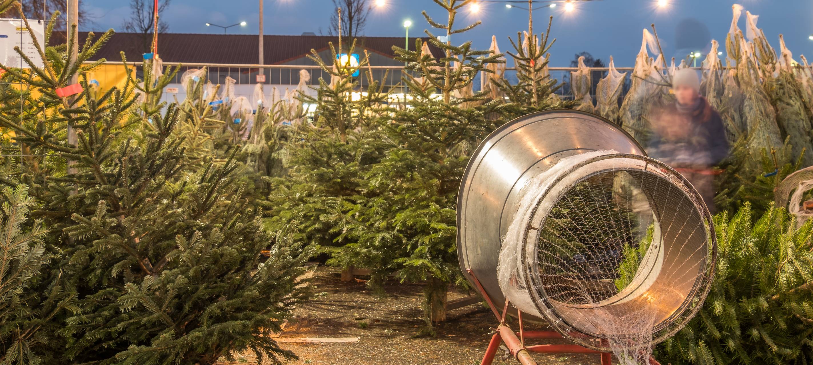 Preise für Tannenbäume bleiben stabil