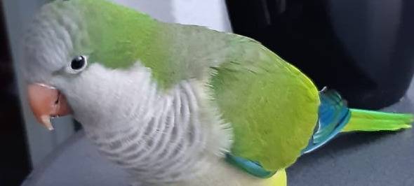 03.02.2021 Papagei in Erkrath-Hochdahl gesehen