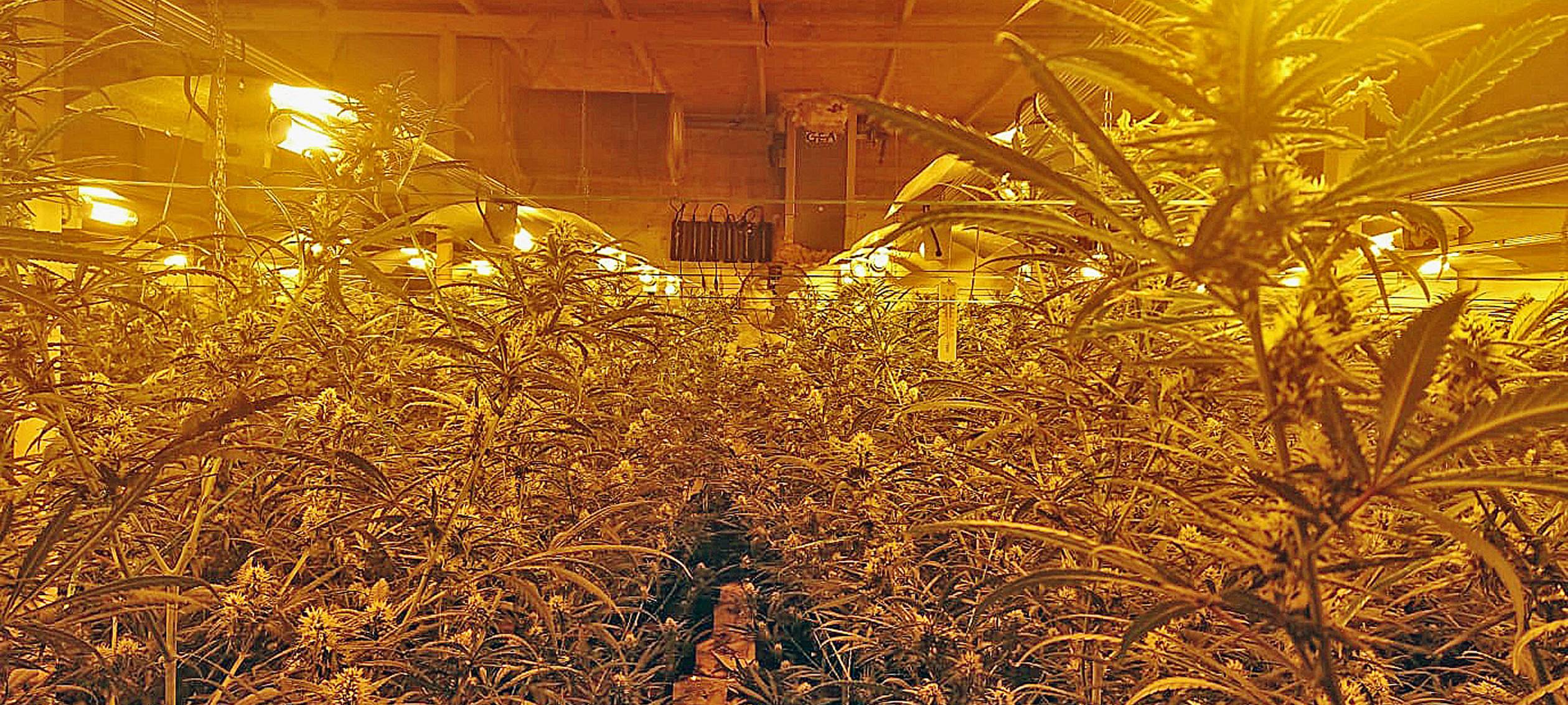 Mettmann: Polizei findet Cannabisplantage