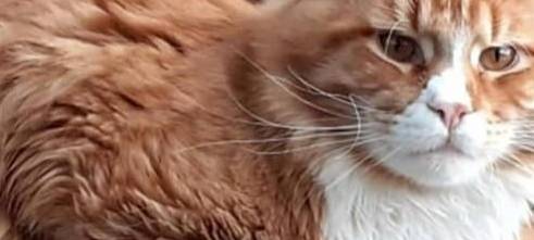 23.02.2021 - Kater Youri aus Erkrath vermisst