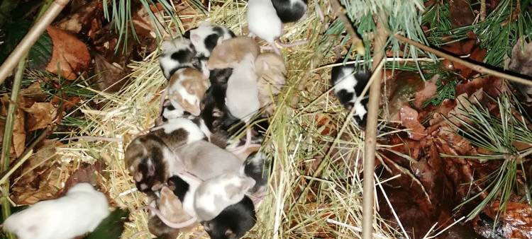 Langenfelder Polizei rettet Mäuse