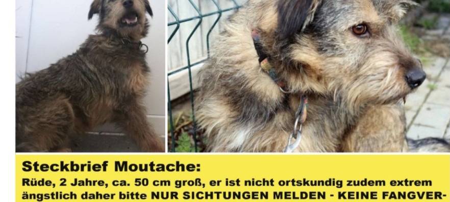 Moustache in Mettmann entlaufen