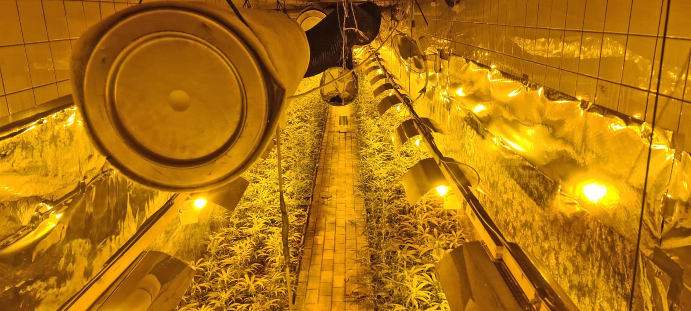 Cannabisplantage in Mettmann aufgeflogen