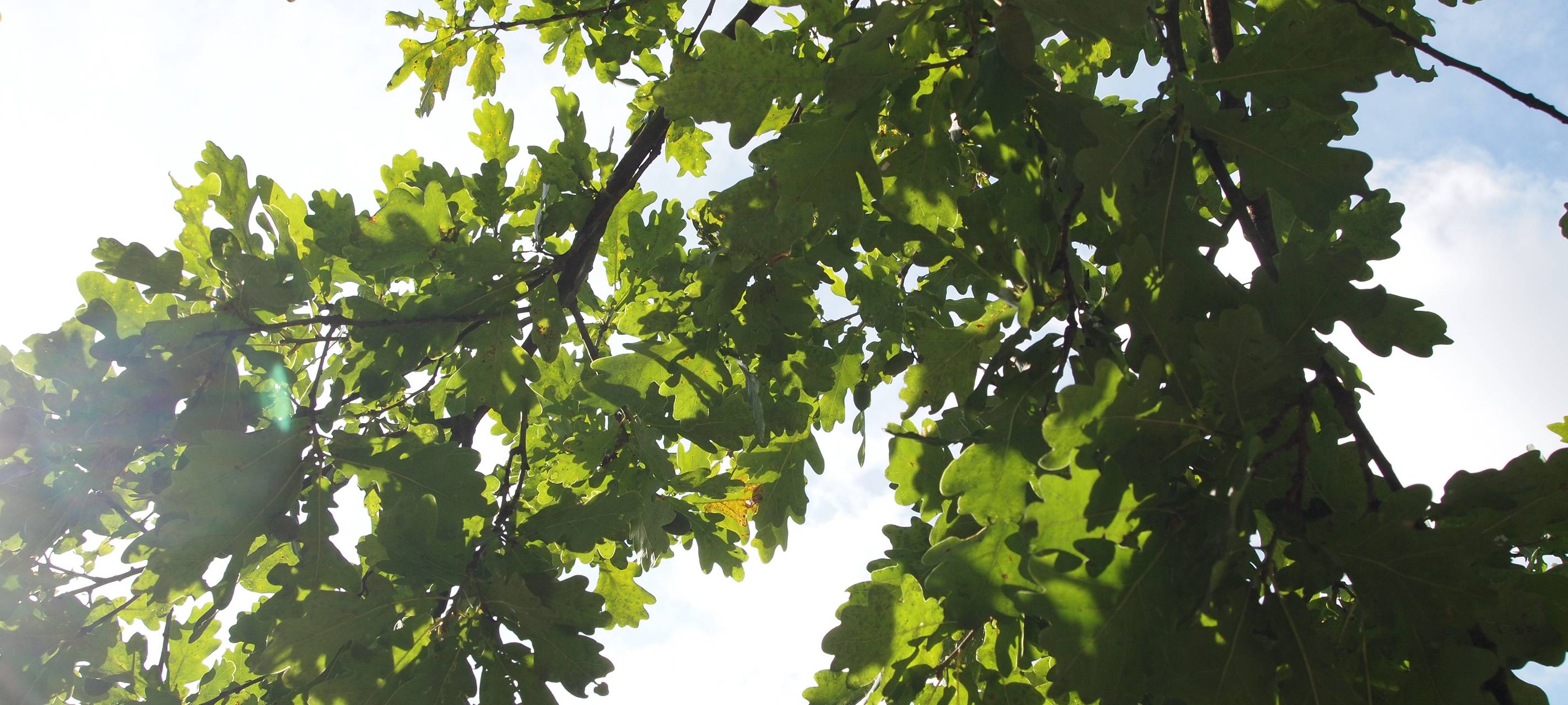 Baumpflanz-Aktion am Düsseldorfer Flughafen