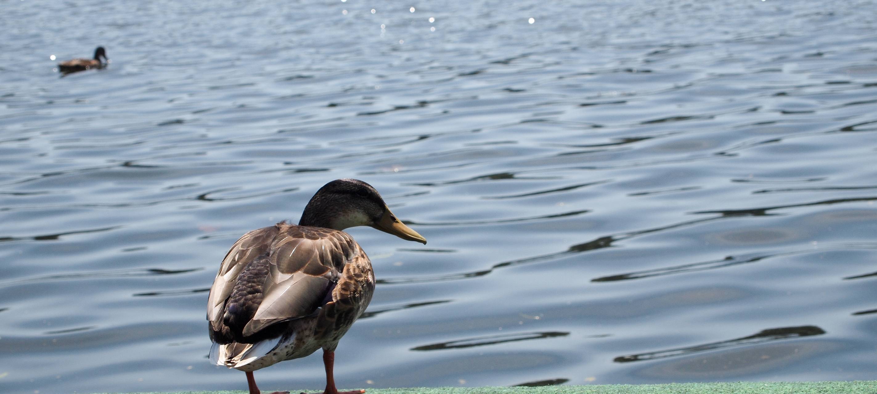 Kontrollen und Schilder zu Regeln am Angermunder Baggersee
