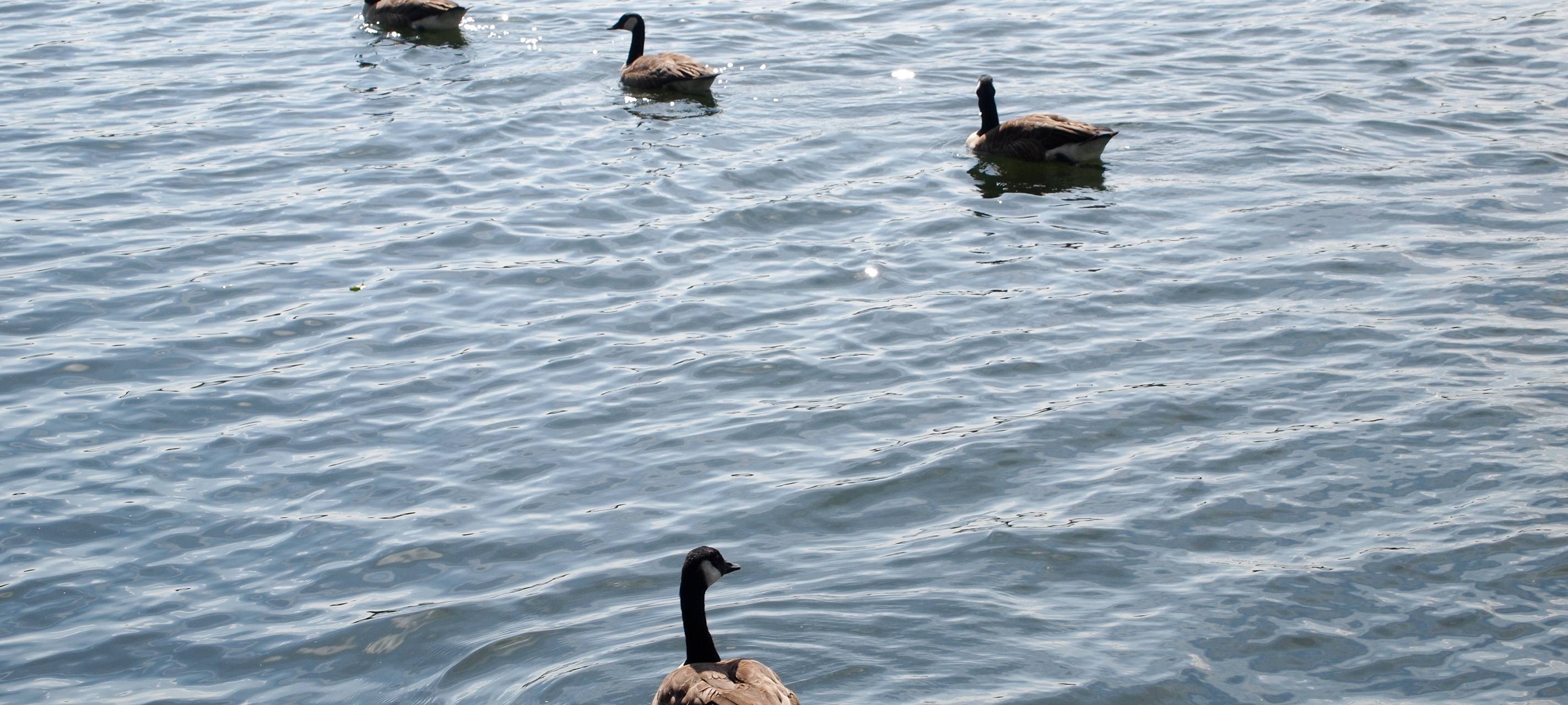 Bürgerinitiative fordert Baden am Angermunder See