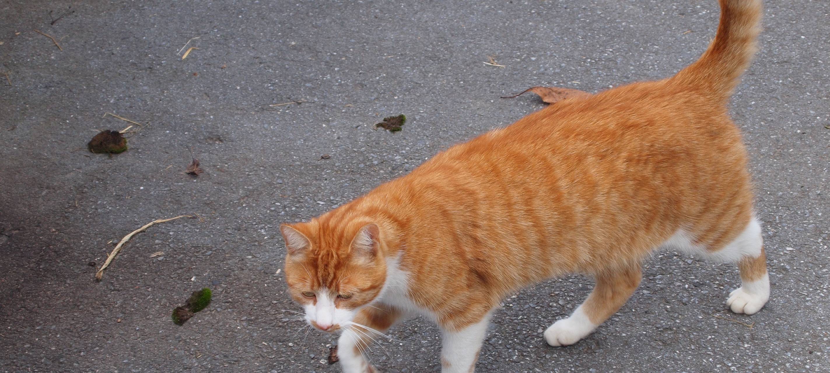 Kastrationspflicht für Katzen?