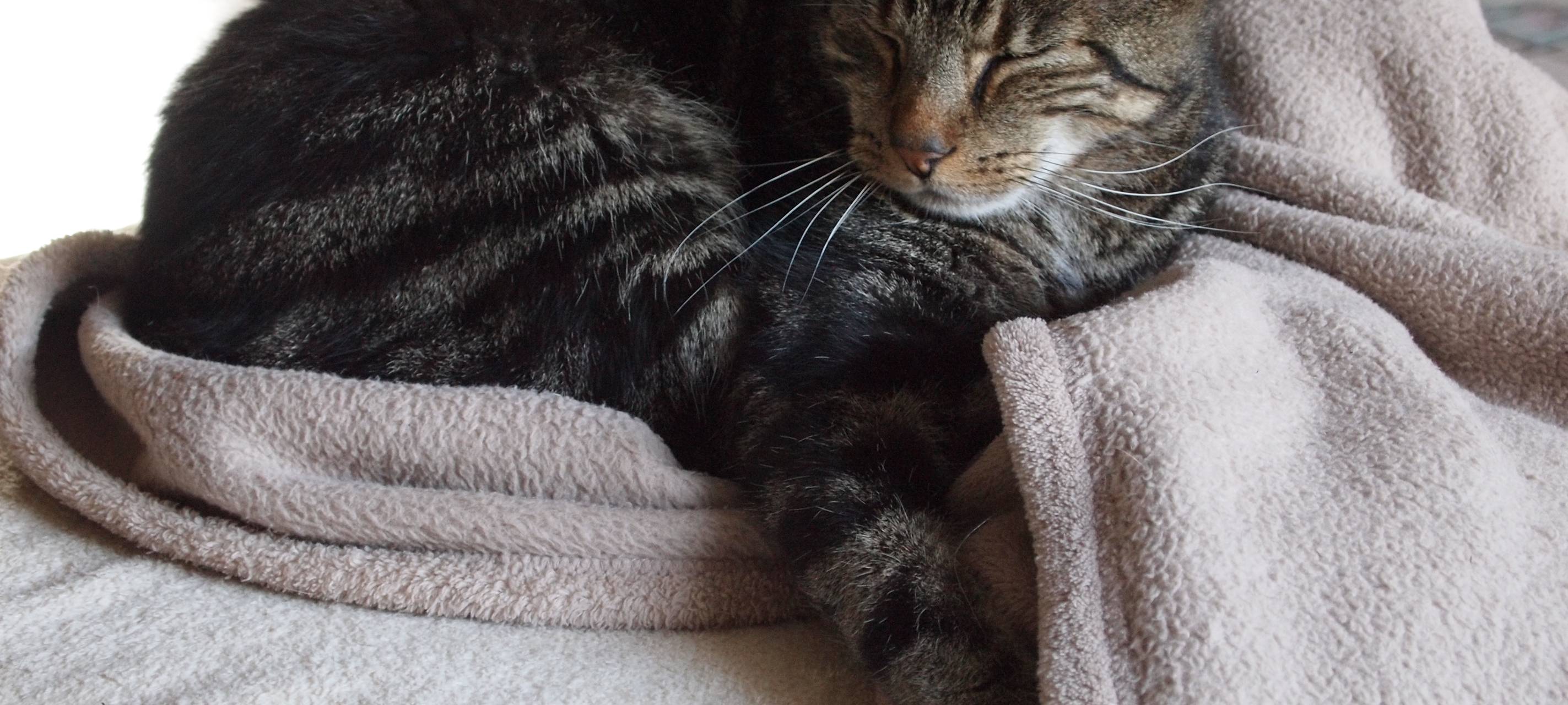 Mettmanner Tierschutzverein hört auf