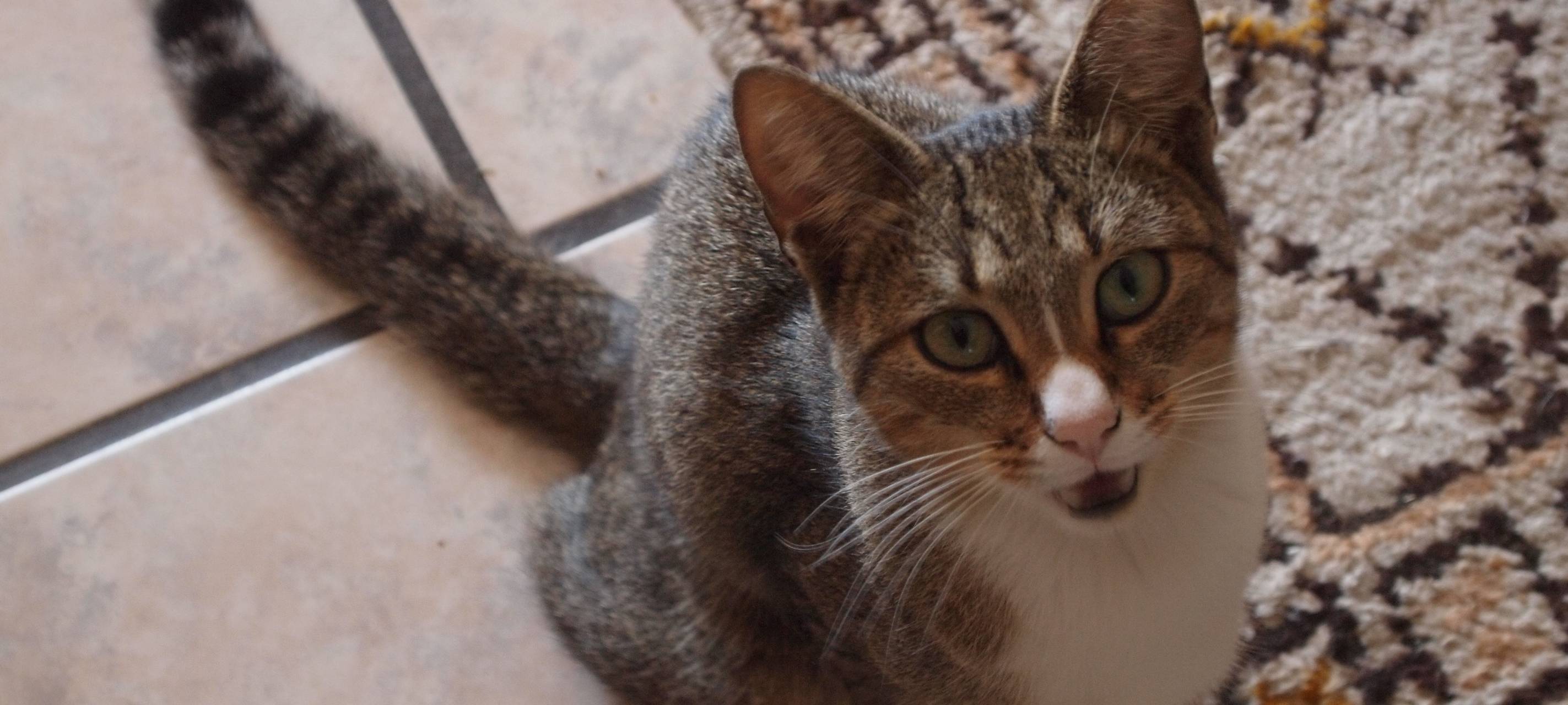 Tiere gehören nicht unter den Weihnachtsbaum