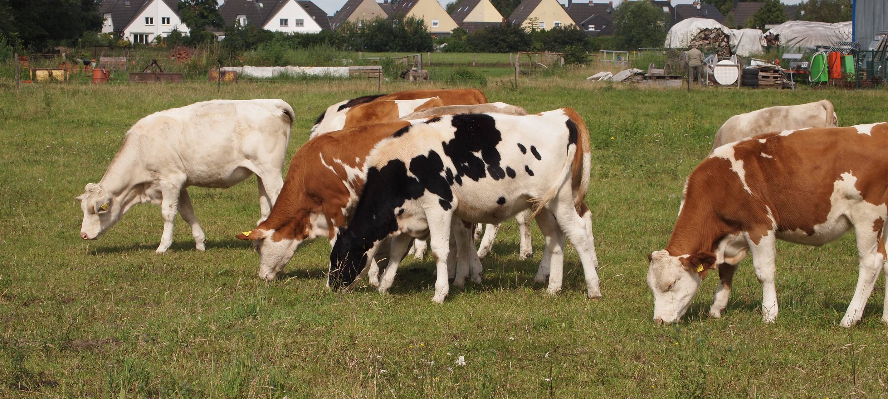 Großeinsatz wegen entlaufender Kuh