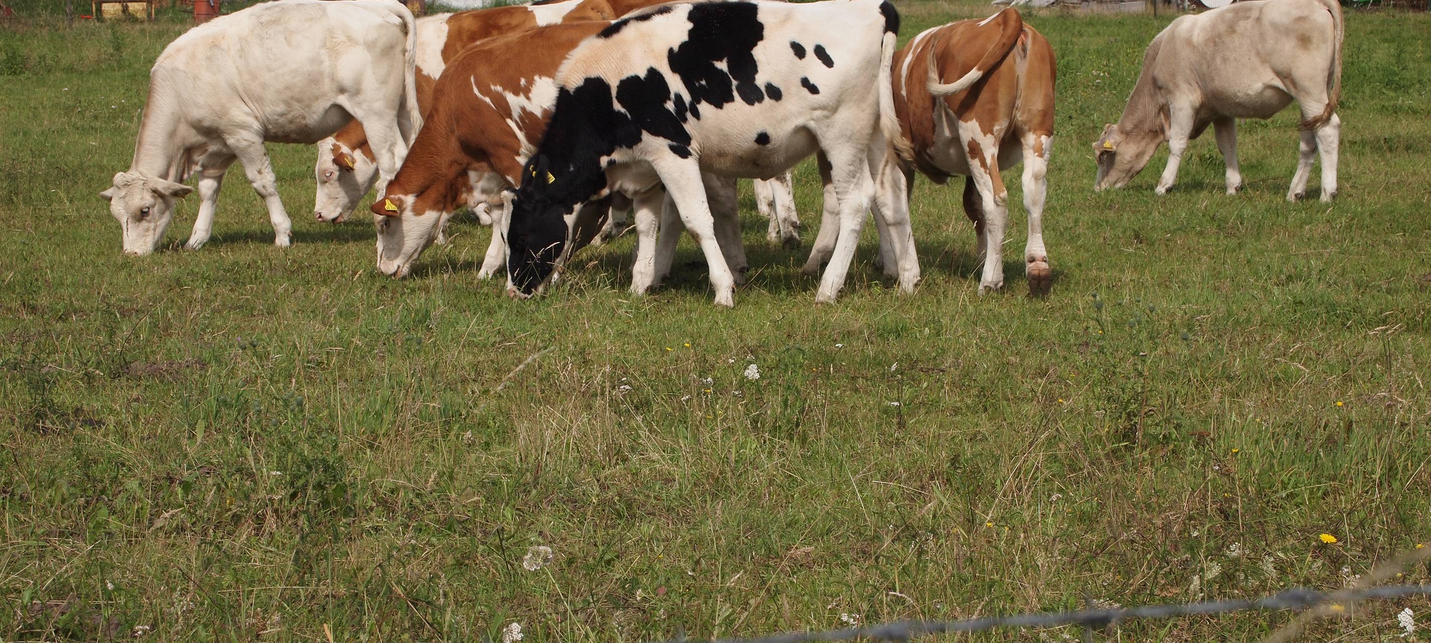 Weniger Milchbauern im Kreis Mettmann