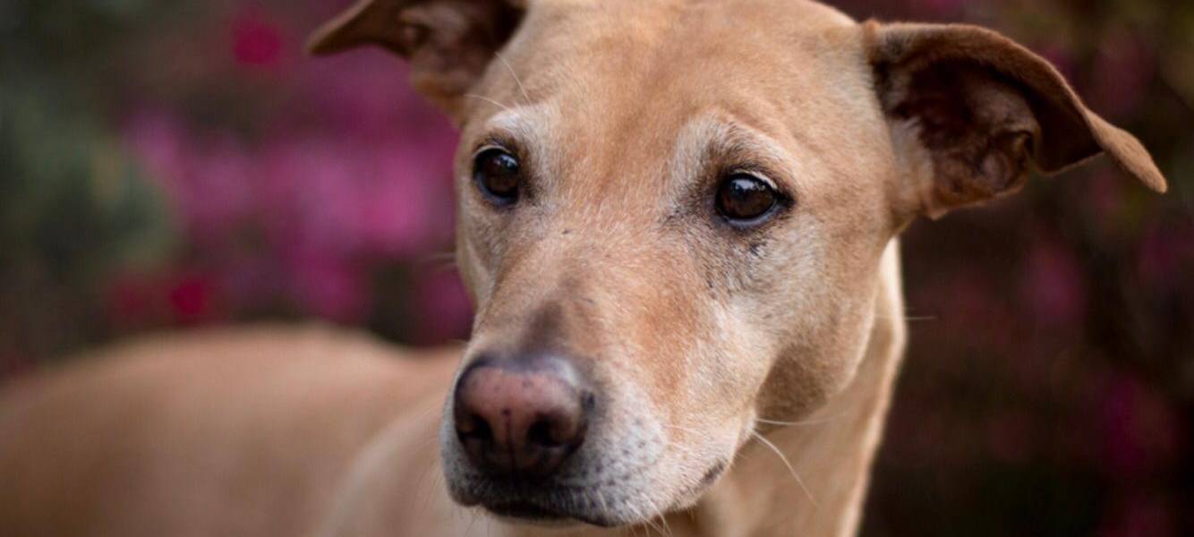 Hündin Easy in Mettmann entlaufen